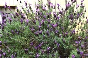 DSC_0083 - コピー.JPG